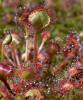 Detail listové růžice rosnatky okrouhlolisté (Drosera rotundifolia) u cesty Hájek–Kateřina. Foto J. Velebil