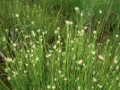 Hrotnosemenka bílá (Rhynchospora alba).  V České republice se vyskytuje vzácně  až roztroušeně  v jižních Čechách,  více lokalit je pak již jen na Dokesku a Chebsku. Na snímku porost  v národní přírodní  rezervaci Soos  v rašeliništi  jihozápadně  od pramene Věra. Foto J. Brabec