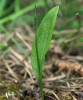 Hadí jazyk obecný (Ophioglossum vulgatum) roste v okraji louky severně bývalého sídla Starost (německy Sorgen). V nejzápadnějších Čechách dnes patří k velmi vzácným rostlinám. Foto J. Brabec