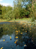 Bublinatka jižní (Utricularia australis) v tzv. Lesních jezírkách východně osady Kateřina. Foto P. Tájek