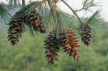 Čerstvě otevřené šišky borovice tapiešanské (Pinus dabeshanensis) v koruně nejstaršího stromu. Foto R. Businský