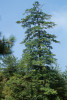 Nejstarší známý jedinec borovice tapiešanské (Pinus dabeshanensis),  podle něhož byl druh popsán.  Jihozápadní Anchuej, Čína, září 1998. Foto R. Businský