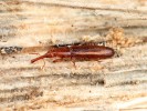 Velmi drobný Proeces reticulatus. Foto F. Trnka
