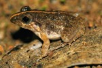 Nedospělý jedinec skokana Zakerana kirtisinghei z čeledi Dicroglossidae. Foto D. Jablonski