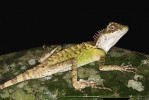 Stromová agama trnoještěr Acanthosaura lepidogaster tráví noci na koncích větví, aby mohla při napadení skočit  na zem. Foto D. Koleška