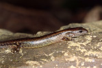 Scink Sphenomorphus tonkinensis má tělo pokryté hladkými šupinami. Foto D. Koleška