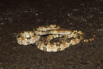 Přímo na silnici vedoucí  národním parkem jsem často nacházel pozemní chřestýšovce Protobothrops mucrosquamatus. Foto D. Koleška