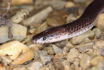Detail hlavy vývojově archaického duhovce jednobarvého (Xenopeltis unicolor) značí jeho hrabavý způsob života. Foto D. Koleška