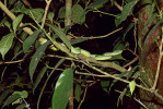 Stromový chřestýšovec Trimeresurus stejnegeri vyhlížející kořist, která by se přiblížila na kmeni. Foto D. Koleška