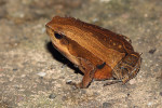 Parosnička Kalophrynus interlineatus. Foto D. Koleška