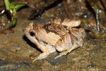 Navzdory své velikosti dokáže  parosnička skvostná (Microhyla pulchra) odskočit velmi daleko ze záběru. Foto D. Koleška