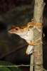 Výrazné oči létavky z rodu Polypedates jsou ve světle čelovky vidět už z dálky. Foto D. Koleška