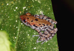 Drsnokožka Theloderma lateriticum byla popsána teprve v r. 2009. Foto D. Koleška