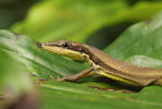 Ostražitý výraz ještěrky bičochvosta šestipruhého (Takydromus sexlineatus) značí, že „ještě kousek a mizím v křoví“. Foto D. Koleška
