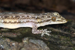 Gekon Gekko palmatus. Foto D. Koleška