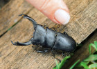 Serrognathus reichei prosti, samec. Velmi připomíná našeho roháčka kozlíka (Dorcus parallelipipedus) s přerostlými kusadly. Foto V. Vrabec