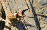Cyclommatus montanellus, samec. Foto V. Vrabec