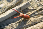 Cyclommatus giraffa, mimořádně velký samec. Foto V. Vrabec