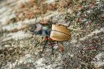 Odontolabis femoralis waterstradti – samec. Foto V. Vrabec