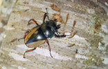 Odontolabis femoralis waterstradti – samice. Foto V. Vrabec