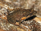 Paropuška klabonosá (Crinia tinnula) – jediný zástupce čeledi paropuchovití (Myobatrachidae), který obývá extrémně kyselé vody. Foto P. Šrámek
