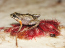 Paropuška klabonosá (Crinia tinnula) v dospělosti často nedorůstá ani 2 cm a je tak nejmenším žabím druhem, schopným obývat unikátní biotop extrémně kyselých jezírek v příbřežních dunách východní Austrálie. Kyselost vody se v nich blíží kyselosti kuchyňského octa. Proto si tyto žáby musely vyvinout specifické adaptace pro přežití ve značně nepřátelském prostředí, které je jejich domovem, ale i vězením. Nejsou totiž schopné konkurovat ostatním druhům žab v mnohem běžnějších jezírkách s nižší kyselostí vody. Foto P. Šrámek