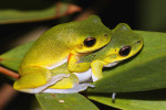 Rosnice křehká (Drymomantis cooloolensis), dříve řazená do rodu Litoria z čeledi rosnicovití (Pelodryadidae), je zcela závislá na přítomnosti extrémně kyselých jezírek v příbřežních písečných dunách. Pár v amplexu – pozici pro snášení a oplození vajíček. Foto P. Šrámek