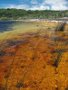 Sladká voda v jezírkách ukrytých v písečných dunách je kromě značné kyselosti i velmi chudá na živiny. Jezero Benaroon, ostrov Fraser, Queensland. Foto P. Šrámek