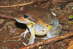 Paropucha Limnodynastes grayi, čeleď paropuchovití (Limnodynastidae), dokáže jako jediný žabí druh obývající extrémně kyselá stanoviště přežít i mimo ně a obstát tak v přímé konkurenci mnoha dalších druhů, které v kyselém prostředí nežijí. Foto P. Šrámek