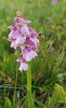 Některé barevné formy vstavače kukačky (Anacamptis morio). Foto R. Prausová