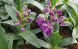 Fertilní jedinec v. kukačky s poupaty. Foto R. Prausová