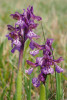 Některé barevné formy vstavače kukačky (Anacamptis morio). Foto R. Prausová