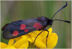 Dospělec vřetenušky mokřadní (Zygaena trifolii) v PR Mazurovy chalupy, R Prausová