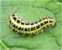 Larva vřetenušky mokřadní (Zygaena trifolii) v PR Mazurovy chalupy. R. Prausová
