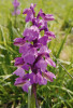 Další ukázka z barevných forem orchideje vstavače kukačky. Foto R. Prausová