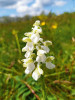 Některé barevné formy vstavače kukačky (Anacamptis morio). Foto R. Prausová