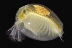 Škeblovka velká (Limnadia lenticularis), mladá samička z přírodní rezervace ve vnitrozemské deltě řeky Sauer (levostranného přítoku Rýna) u obce Munchhausen v Alsasku.  Druh se rozmnožuje téměř výhradně partenogeneticky a jeho samci jsou  nesmírně vzácní. Foto J.-F. Cart