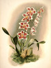 Odontoglossum crispum ′Hrubyanum′. Bezejmennou, neurčenou orchidej zakoupil Theodor baron Hrubý z Jelení v anglickém zahradnictví Sander & Co. Po jejím rozkvetení jí dal prof. Heinrich  G. Reichenbach ml. jméno po majiteli zámku v Červených Pečkách, kde poprvé vykvetla. Reichenbachia 1888, 1: tab. 29