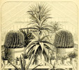 Skupina rostlin ve skleníku zahrady anglického šlechtice Johna T. Peacocka (?–1889) v Sudbury House v Hammersmithu (západní část Londýna). Po stranách exempláře kaktusu Echinocactus visnaga (nyní E. platyacanthus) odeslané v r. 1873 B. Roezlem ze Severní Ameriky do Evropy. The Gardeners' chronicle, 25. března 1876, str. 401