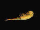 Samec žábronožky sněžní (Eubranchipus grubii). Foto J. Kautman