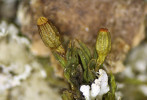 Šurpek horský (O. alpestre). Foto V. Plášek