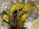 Šurpek ozdobný (Lewinskya graphiomitria). Foto V. Plášek