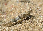 Saranče blankytná (Sphingonotus caerulans) – kryptický druh splývající se substrátem. Foto K. Kuřavová