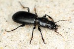 Typický obyvatel písčitých biotopů  střevlík hlaváč (Broscus cephalotes) se vyskytuje vzácně i na několika místech v České republice. Foto F. Trnka