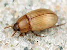 V Polsku znovuobjevený potemník Phaleria cadaverina obývá vyplavenou vegetaci na mořském pobřeží. Foto F. Trnka