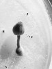 Hnojník domácí (Coprinellus domesticus) je schopen vytvořit plodnice i na agarovém médiu (obr. 4, CCF 3733). Foto A. Kubátová