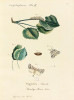 Vztyčnořitka vzácná (Pygaera timon) na historické tabuli z obsáhlého díla  Fischera de Waldheim Entomographie  de la Russie z r. 1823. Jde patrně o nejstarší publikaci, která popisuje způsob života a zachycuje housenku, kuklu a živnou rostlinu tohoto druhu.  Foto Z. Laštůvka