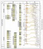 Korelace pilířových evropských  sprašových sérií s klimatostratigrafickou škálou čtvrtohor. A – standardní  stratigrafické členění kvartéru, B – stratigrafické schéma středoevropských  a čínských sprašových sérií, s hvězdičkou horizonty s biostratigraficky významnými nálezy fauny (upraveno podle  I. Horáček a V. Ložek 1988), C – křivka magnetické susceptibility sprašové série Luochuan a její korelace s izotopickou škálou hlubokomořských sedimentů (upraveno podle D. Heslop a kol. 2011), D – křivka změn poměru izotopů 16O a 18O z hluboko­mořských sedimentů  s vyznačenými marinními izotopickými stupni (MIS) – dnes standardní  referenční systém globální klimatostratigrafie čtvrtohor. Lichými čísly jsou  značena teplá období (interglaciály a interstadiály), sudými chladná období (glaciály a stadiály).
