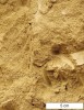 Sprašové série jsou z velké části  tvořeny gravitačně přemístěnými  sedimenty (svahovinami). Specifickým typem svahovin je sediment, který Jiří Kukla označuje jako hlínopísky – rytmicky zvrstvené agregáty velikosti pískových zrn tvořených prachem a půdními částicemi. Na základě pozorování  recentních procesů dospěl Kukla k závěru, že jsou hlínopísky produktem ronového (plošného dešťového) splachu vysušeného povrchu, a že tedy indikují dlouhodobě suché období následované sezonou  přívalových dešťů. Ve fosilním záznamu akumulace hlínopísků reprezentuje  suché stepní prostředí s vysokou  sezonalitou klimatu. Detail vrstev  hlínopísků na sprašovém profilu v Bíně nad Hronom. Foto J. Hošek