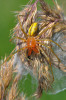 Samec zápřednice jedovaté (Cheiracanthium punctorium) s nápadně výstražným zbarvením. Foto J. Dolanský